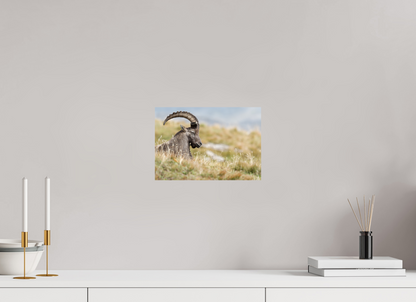 Bouquetin / Ibex