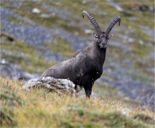 Bouquetin / Ibex