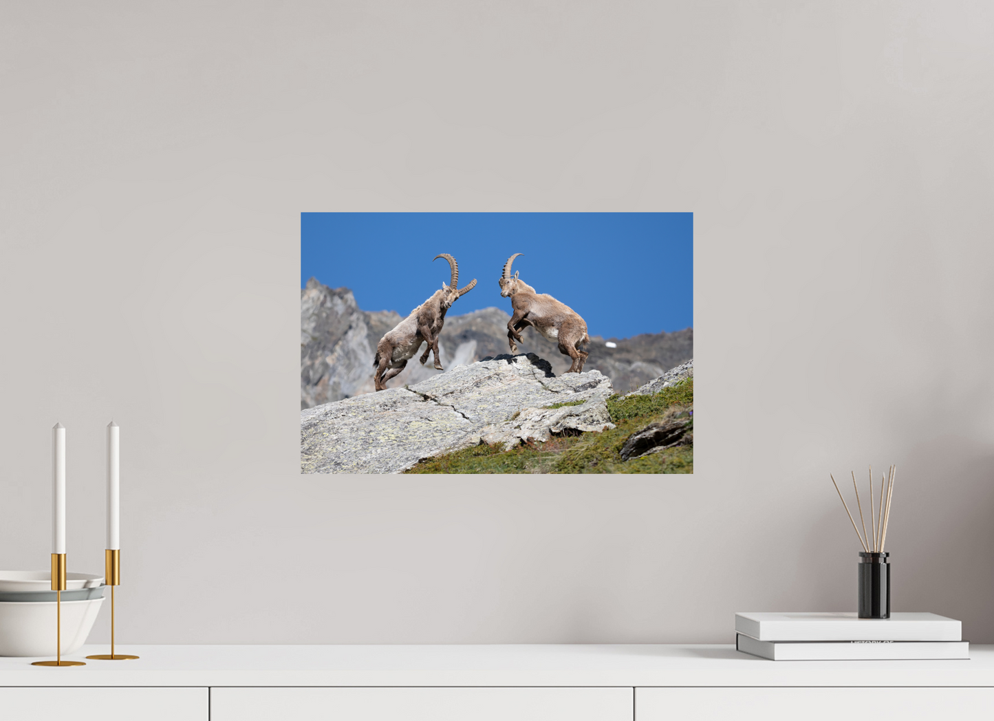 45 x 30 cm, Photo Print On Fuji Crystal DP II Bouquetin / Ibex