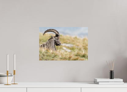 Bouquetin / Ibex