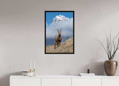 Bouquetin / Ibex