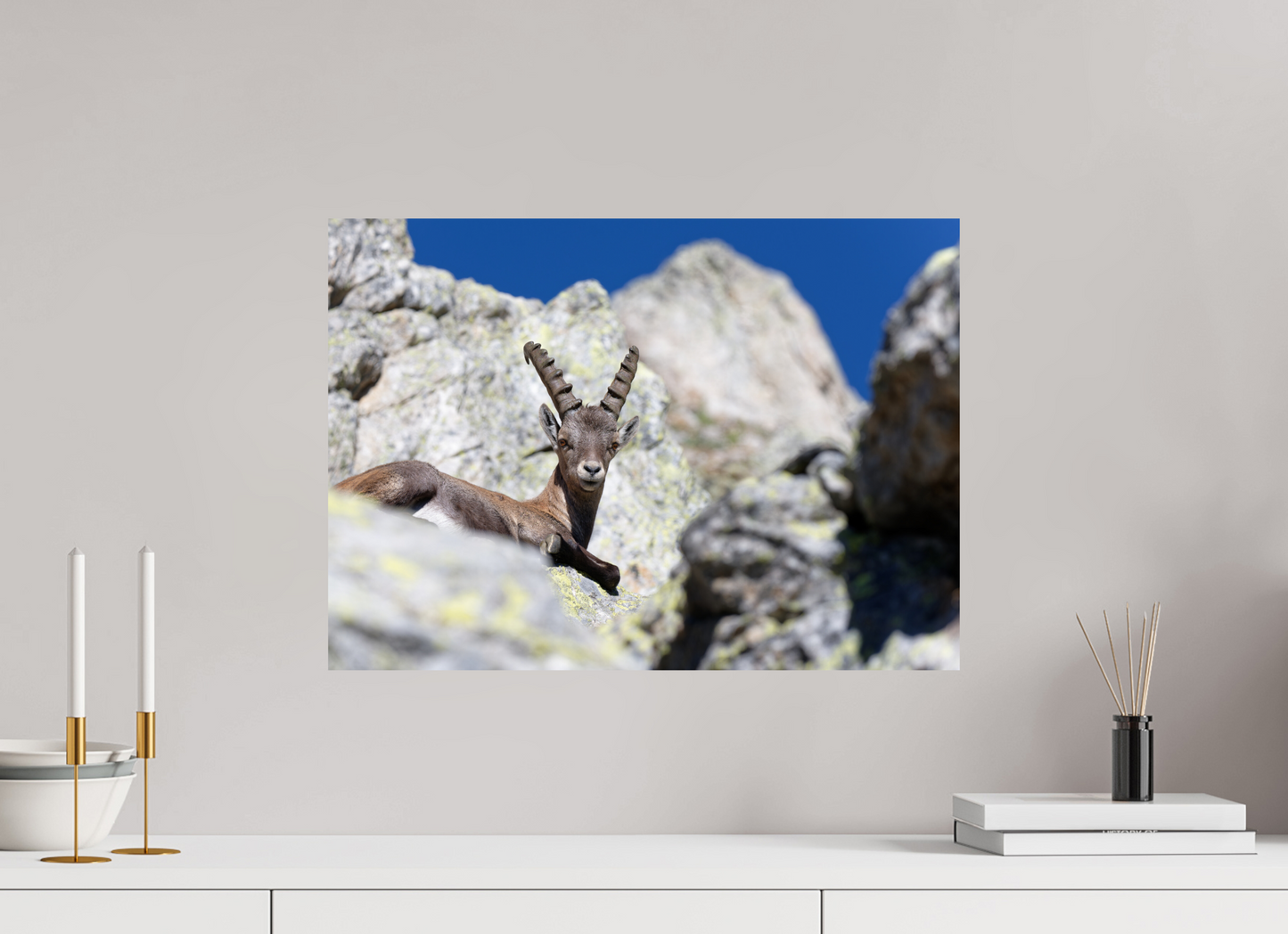 Bouquetin / Ibex