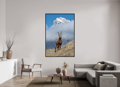 Bouquetin / Ibex