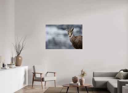 Chamois