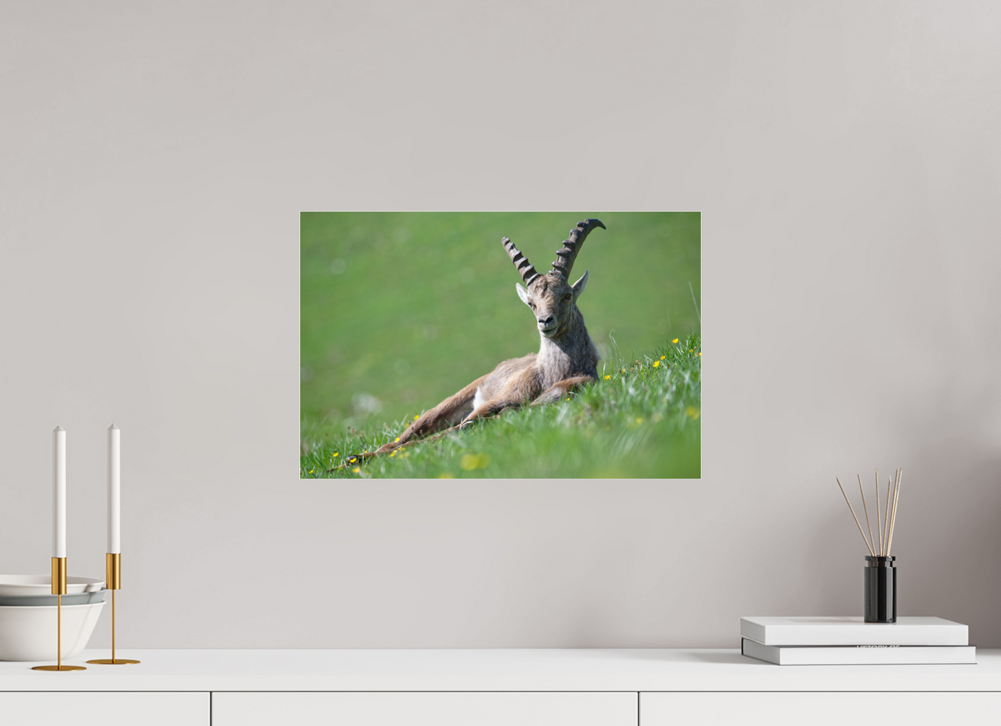 Bouquetin / Ibex