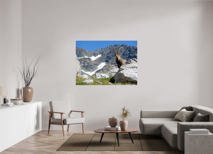 Bouquetin / Ibex