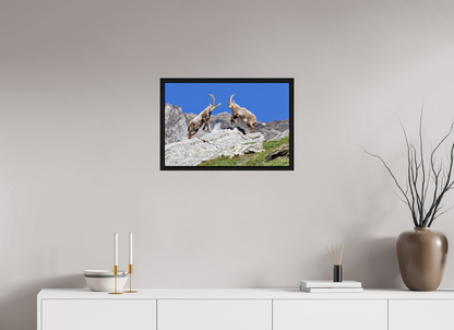 Bouquetin / Ibex