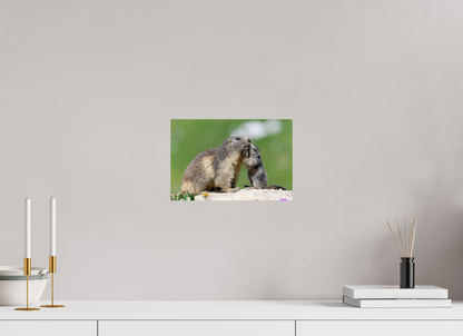 Marmotte / Groundhog