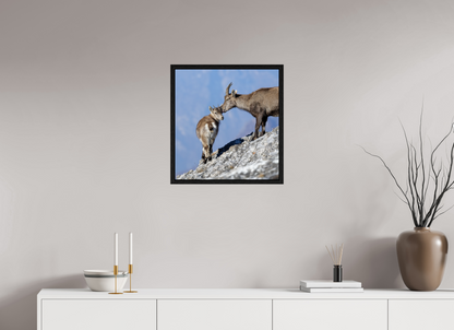 Bouquetin / Ibex