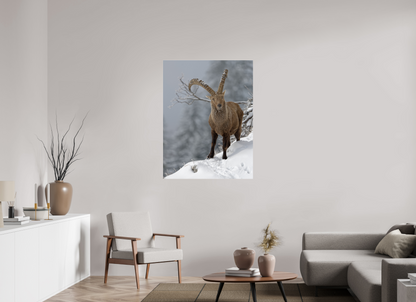Bouquetin / Ibex