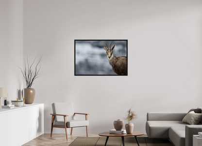 Chamois