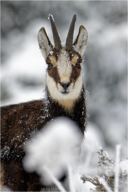 Chamois
