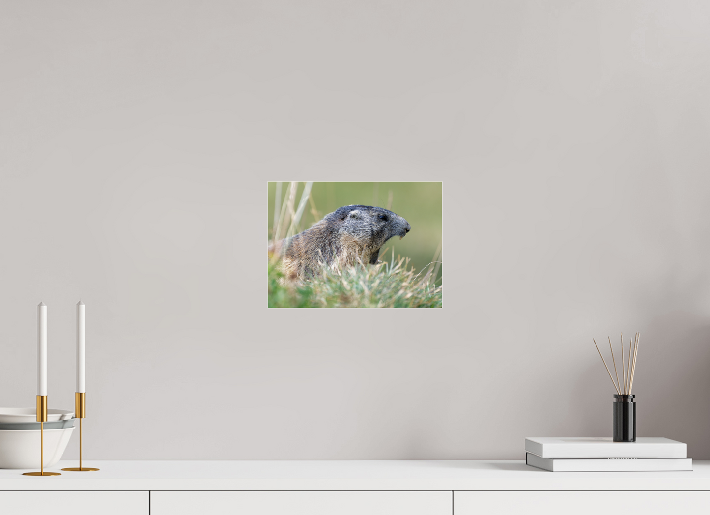 Marmotte / Groundhog