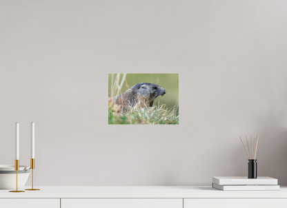 Marmotte / Groundhog