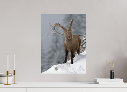 Bouquetin / Ibex