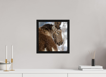 Bouquetin / Ibex