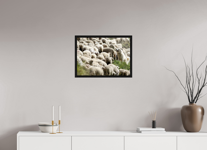 Autres animaux / Other animals