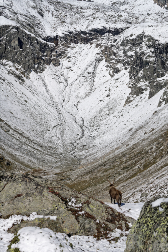 Bouquetin / Ibex