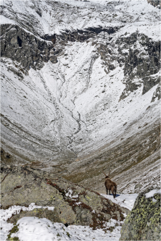 Bouquetin / Ibex