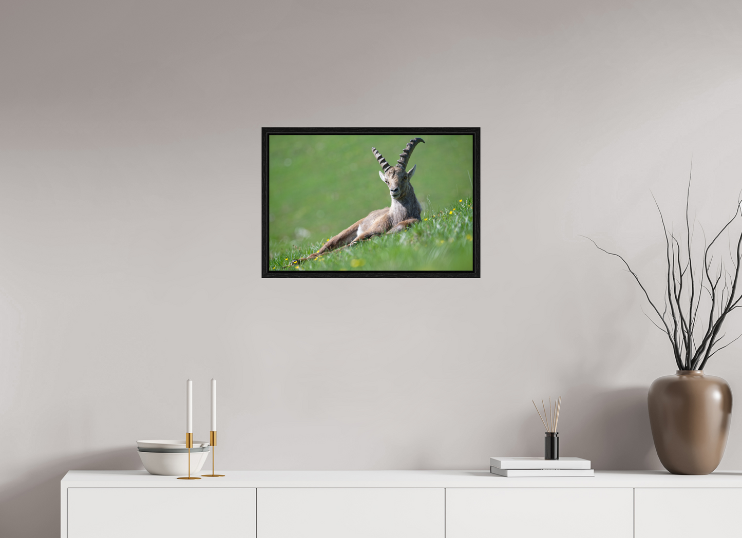 Bouquetin / Ibex