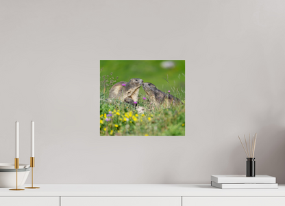 Marmotte / Groundhog