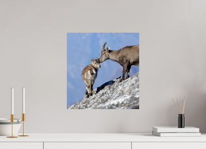Bouquetin / Ibex
