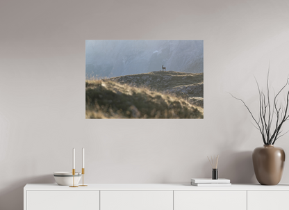 Bouquetin / Ibex