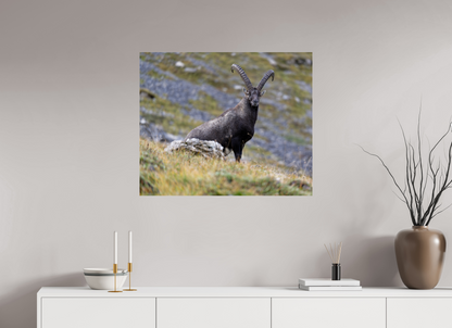 Bouquetin / Ibex