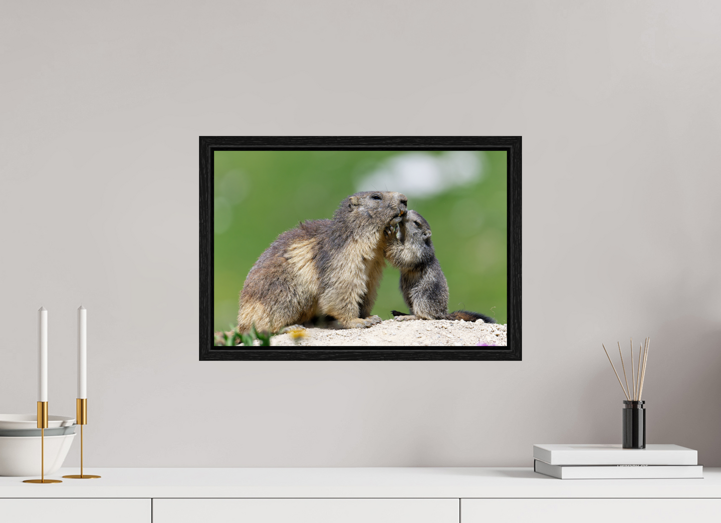 Marmotte / Groundhog
