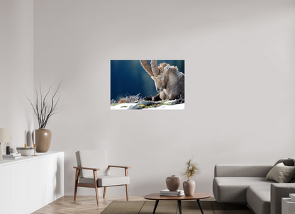Bouquetin / Ibex