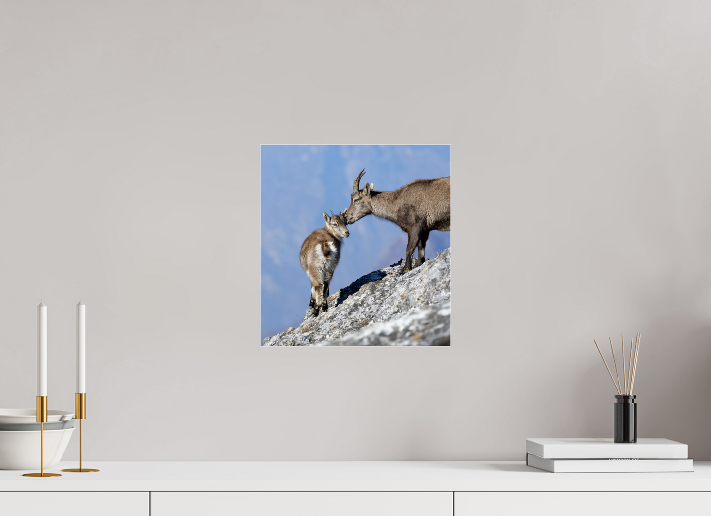 Bouquetin / Ibex