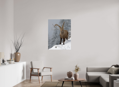 Bouquetin / Ibex