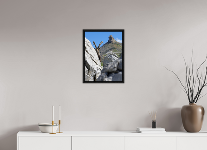 Bouquetin / Ibex