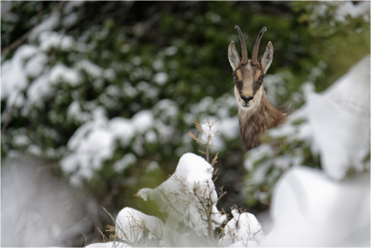 Chamois