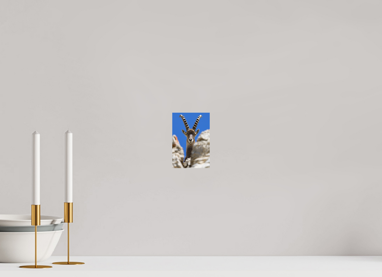 Bouquetin / Ibex