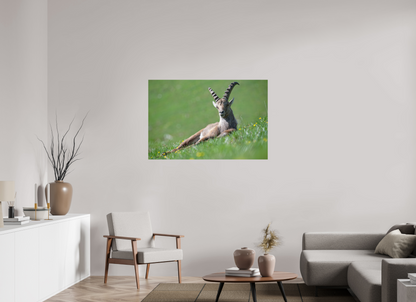 Bouquetin / Ibex