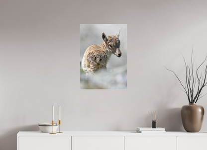 Bouquetin / Ibex
