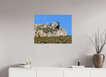Bouquetin / Ibex
