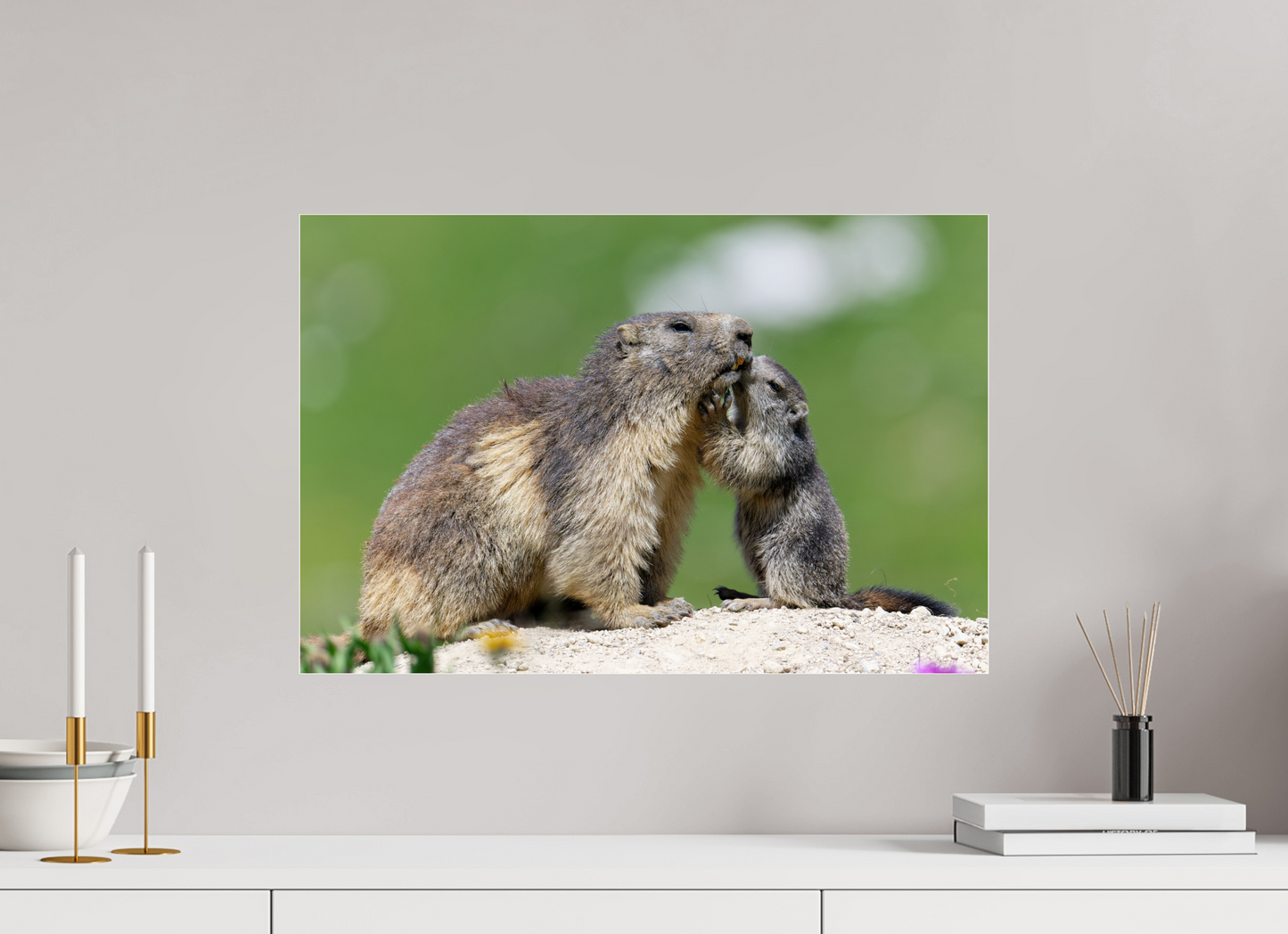 Marmotte / Groundhog