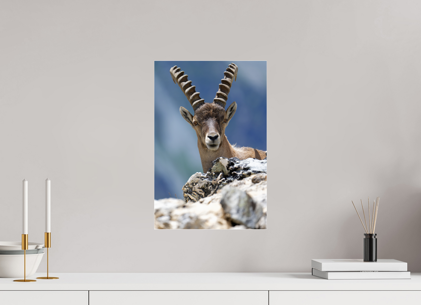 Bouquetin / Ibex