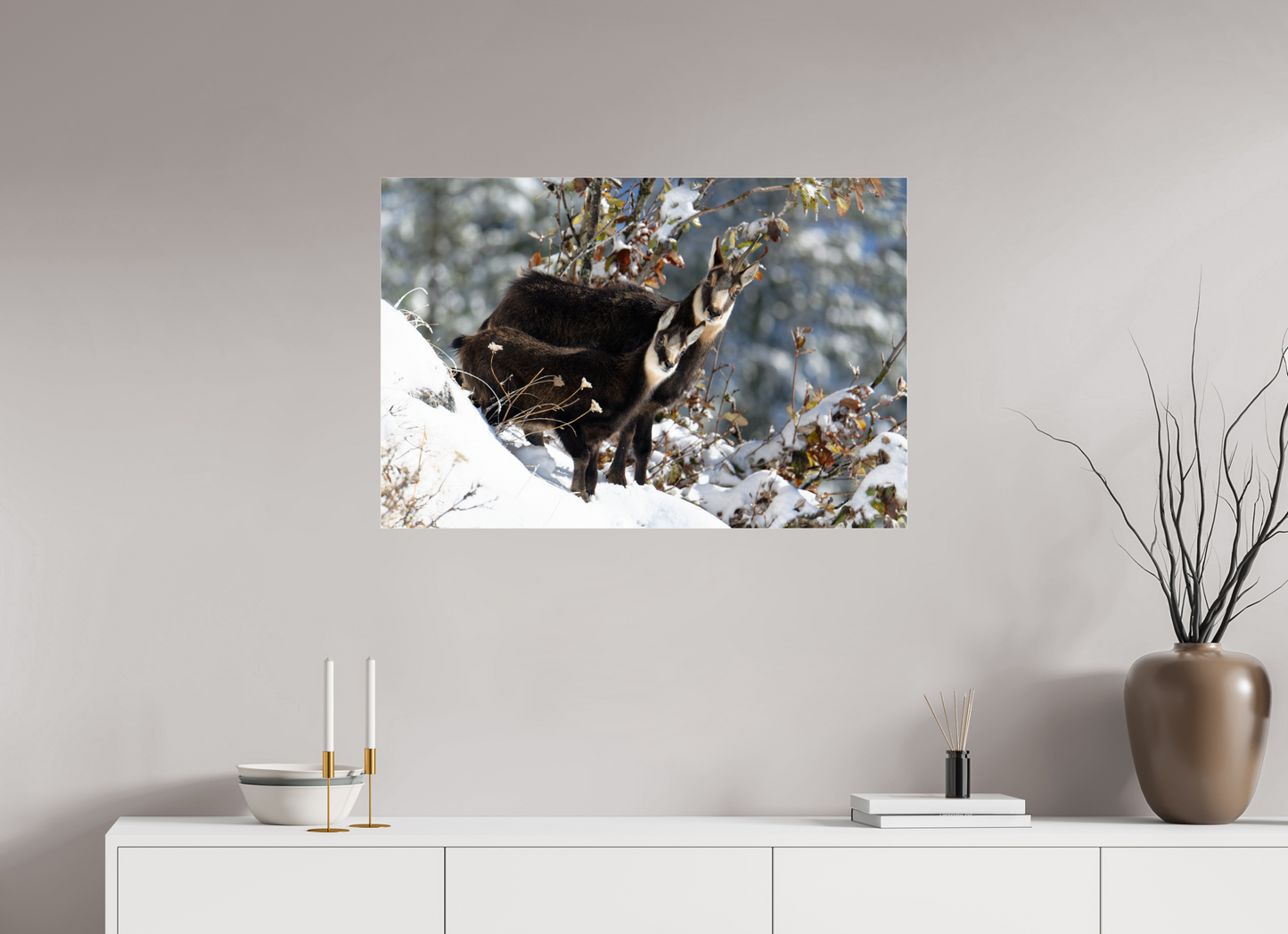Chamois