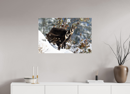Chamois
