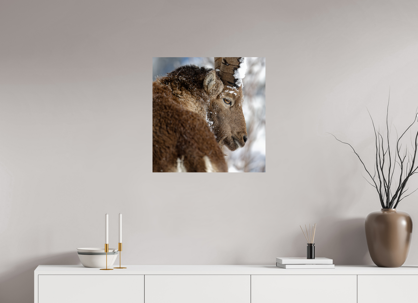 Bouquetin / Ibex