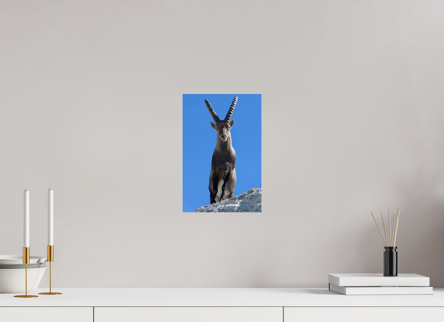 Bouquetin / Ibex