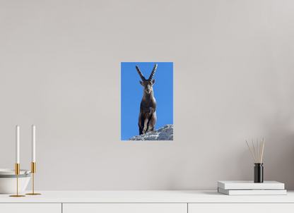Bouquetin / Ibex