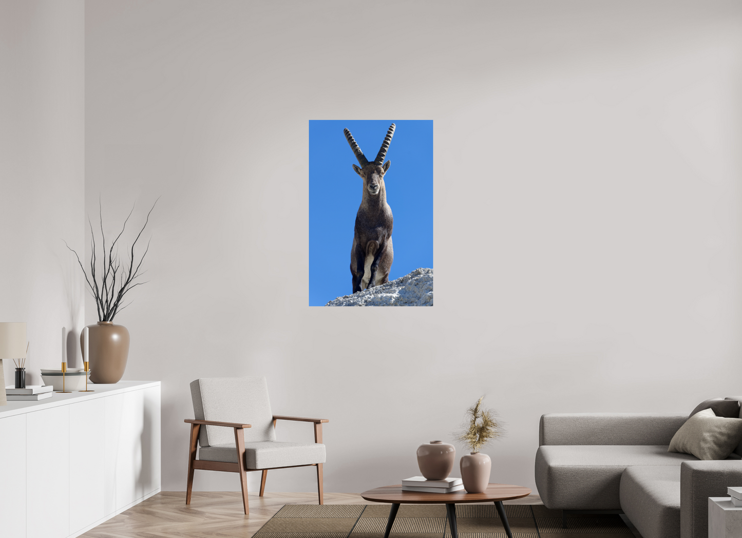 Bouquetin / Ibex