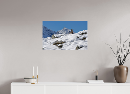 Bouquetin / Ibex