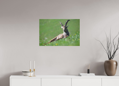 Bouquetin / Ibex