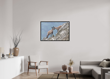 Bouquetin / Ibex