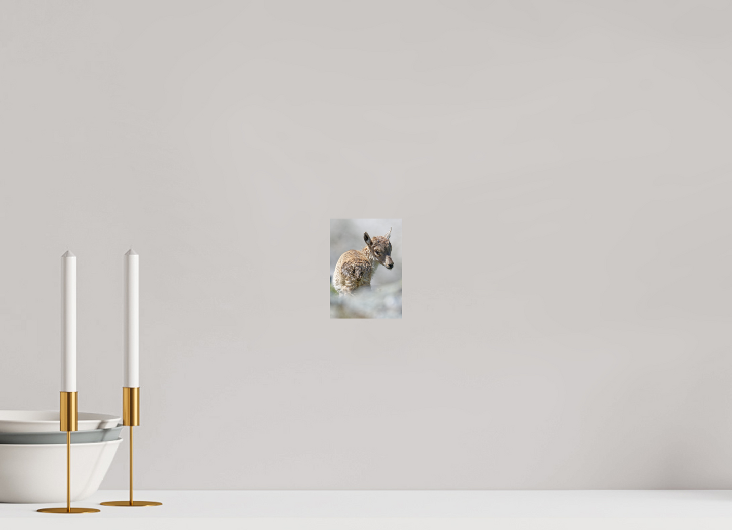 Bouquetin / Ibex